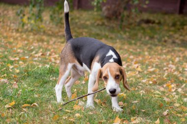 Sevimli beagle köpek yavrusu dişleri bir ağacın bir dal tutuyor. Evcil hayvanlar.