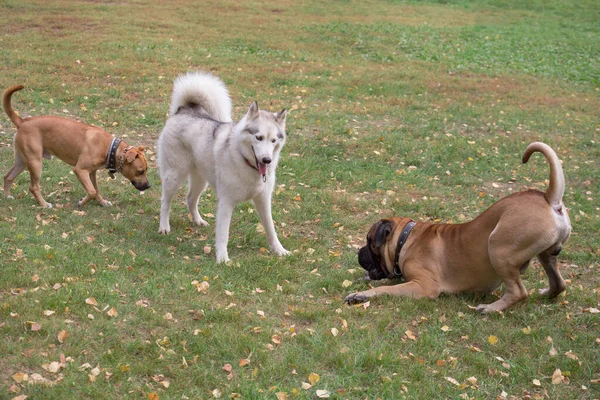 작고 귀여운 시베리아 허스키, 불마스티프 강아지와 앰프 강아지가 가을 공원에서 놀고 있다. 애완 동물. — 스톡 사진