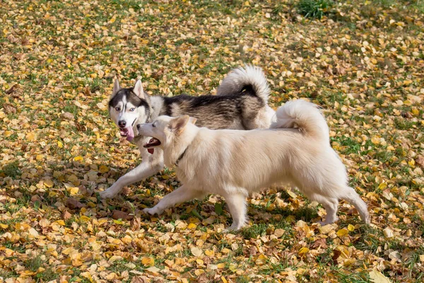 Drăguț câine husky siberian și de rasă multiplă se plimbă în parcul de toamnă . — Fotografie, imagine de stoc