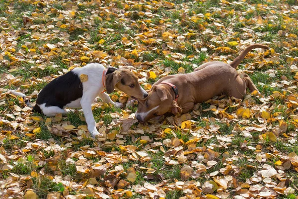 Χαριτωμένο estonian κυνηγόσκυλο κουτάβι και αμερικανική staffordshire terrier κουτάβι παίζουν στο πάρκο φθινόπωρο. Ζώα συντροφιάς — Φωτογραφία Αρχείου