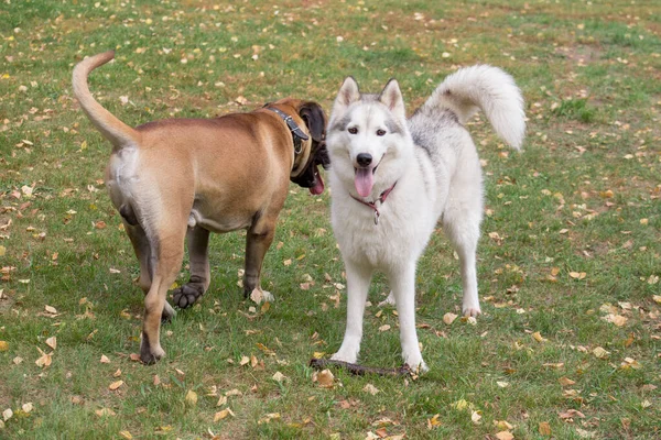 かわいいシベリアハスキーとブルマスティフの子犬は、秋の公園の緑の草の上で遊んでいます。ペット動物. — ストック写真