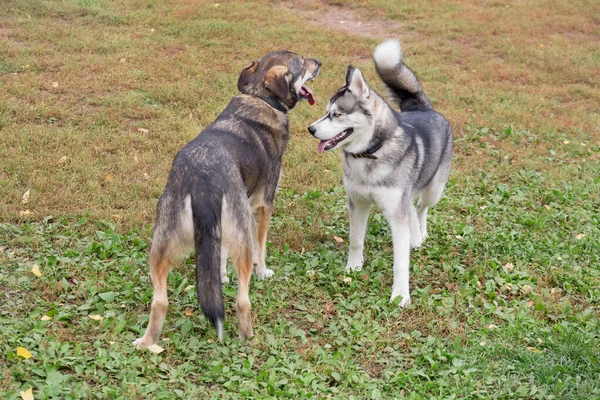 Lindo perro siberiano husky y multibred están jugando en el parque de otoño . —  Fotos de Stock