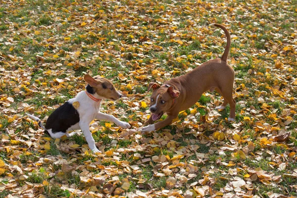 Маленький эстонский собачий щенок и американский стаффордширский терьер играют в осеннем парке. Животные . — стоковое фото