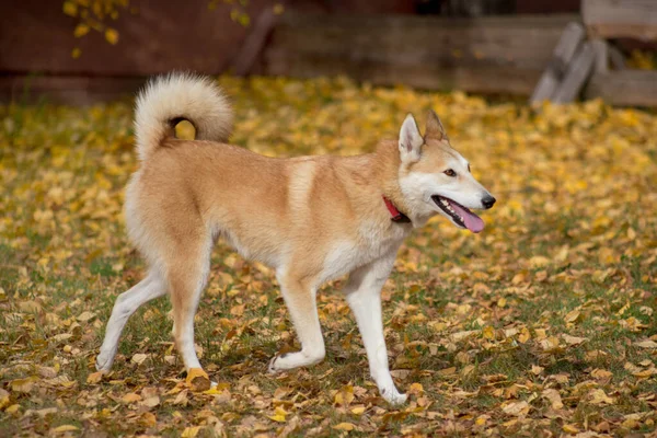 Laika siberiana bonito oeste está correndo em uma grama no parque de outono. Animais de companhia . — Fotografia de Stock
