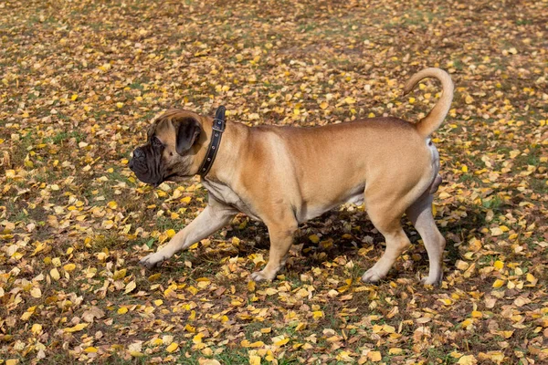 Aranyos bullmastiff kölyök sétál az őszi parkban. Háziállatok. — Stock Fotó