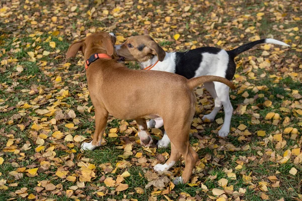 Észt kutyakölyök és amerikai staffordshire terrier kiskutya játszik az őszi parkban. Háziállatok. — Stock Fotó