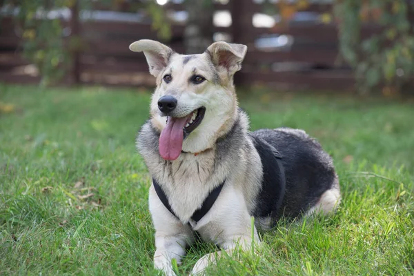 Söt hemlös hund från hundhemmet ligger på ett grönt gräs. — Stockfoto