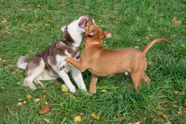 Sibiřský husky štěně a americký staffordshire teriér štěně hrají na podzimní louce. Domácí zvířata. — Stock fotografie