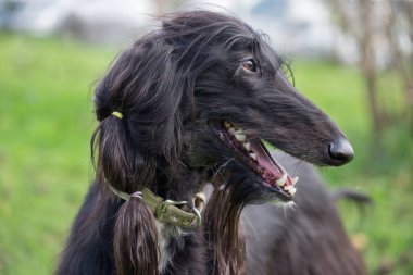 Şirin bir Afgan tazısının portresi. Doğu tazısı ya da Pers tazısı. Evcil hayvanlar..