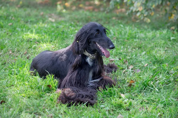 Cão afegão bonito está deitado em um prado verde. Greyhound oriental ou Greyhound persa. Animais de companhia . — Fotografia de Stock