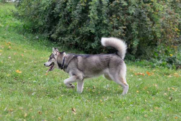 Leuke Siberische husky loopt in het najaarspark. Donkergrijze en witte jas. Dieren. — Stockfoto