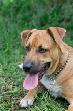 Sevimli amerikan pitbull terrier köpek parkta yeşil bir çim üzerinde yatıyor. Evcil hayvanlar.