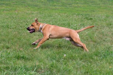 Şirin Amerikan pitbull teriyeri yavrusu bahar parkında yeşil çimlerde koşuyor. Evcil hayvanlar..