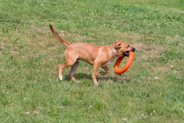 Sevimli amerikan pitbull terrier köpek yavrusu köpek halkası ile oynuyor. Evcil hayvanlar.