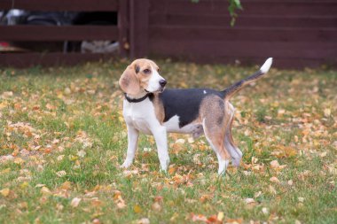 Sevimli beagle köpek yavrusu sonbahar parkta yeşil çim üzerinde duruyor. Evcil hayvanlar.