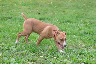 Amerikan staffordshire terrier köpek parkta yeşil çim üzerinde yürüyor. Evcil hayvanlar. İki aylık.