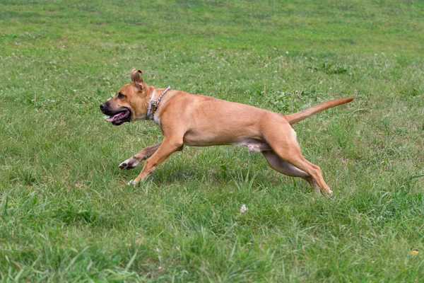 Cute american pit bull terrier puppy is running on a green grass in the spring park. Pet animals. — Stockfoto