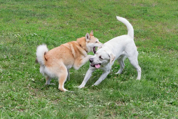 Laika siberiana occidental y labrador retriever están jugando en el parque de otoño. Animales de compañía . — Foto de Stock