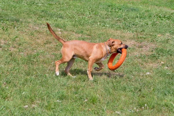 Söt Amerikanen Grop Tjur Förfärlig hundvalp leker med Doggie ring. Sällskapsdjur. — Stockfoto