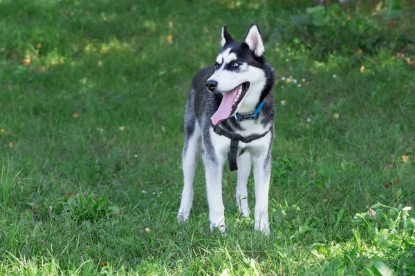 Sevimli Sibirya husky parkta yeşil bir çim üzerinde duruyor. Evcil hayvanlar. — Stok fotoğraf