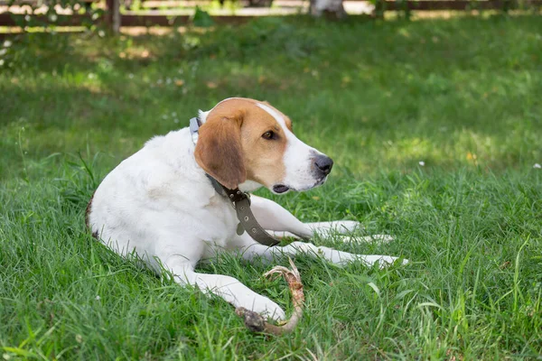 Russian hound is lying on a green grass in the autumn park. Pet animals. — Stockfoto