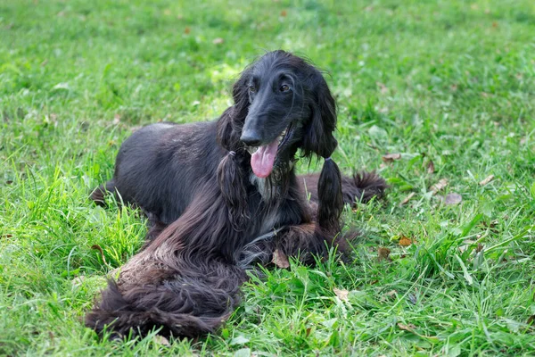 Der süße afghanische Hund liegt auf einer grünen Wiese im Herbstpark. Östlicher Windhund oder persischer Windhund. Haustiere. — Stockfoto