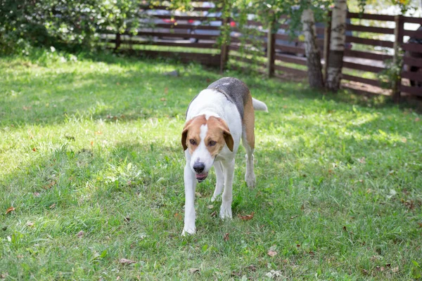 Le chien russe court sur une herbe verte dans le parc d'automne. Animaux de compagnie . — Photo