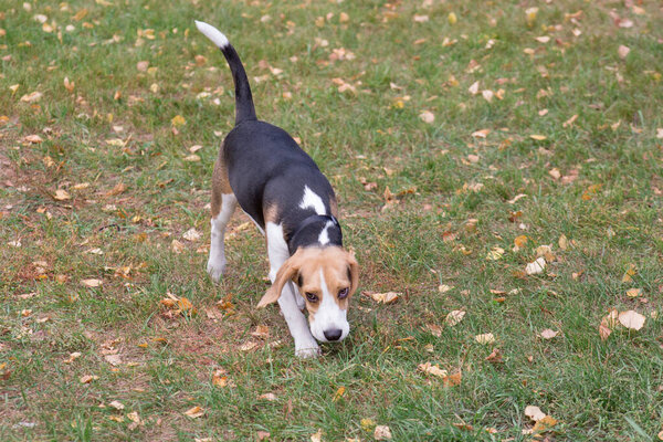 Cute beagle puppy is sniffing traces in autumn park. Pet animals.
