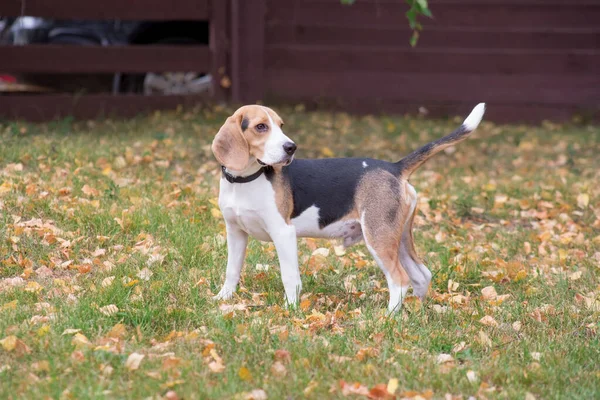Bonito filhote de cachorro beagle está de pé na grama verde no parque de outono. Animais de companhia . — Fotografia de Stock