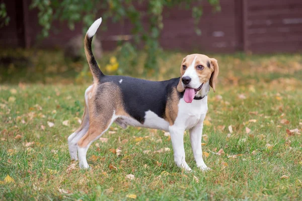 Bonito filhote de cachorro beagle está de pé no parque de outono com lolling língua. Animais de companhia . — Fotografia de Stock