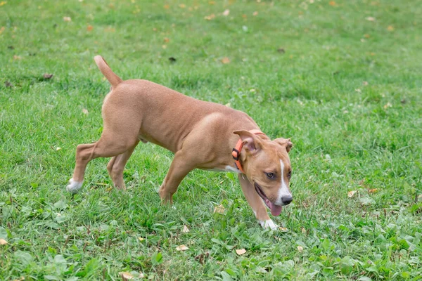 American Staffordshire Terrier valp går på det gröna gräset i parken. Sällskapsdjur. Två månader gammal. — Stockfoto