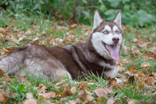 Leuke Siberische husky puppy met blauwe ogen ligt op een groen gras in het najaarspark. Dieren. — Stockfoto