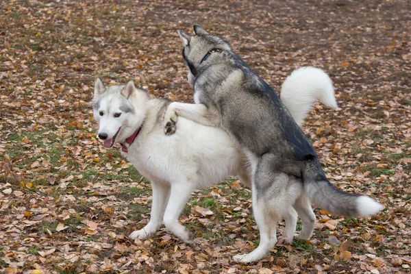 Sonbahar parkında iki Sibiryalı Husky oynuyor. Evcil hayvanlar.. — Stok fotoğraf