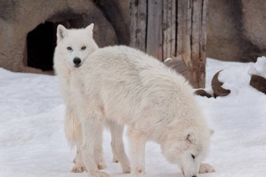İki vahşi Alaska Tundra kurt beyaz kar oynuyor. Canis lupus arctos. Polar kurt veya beyaz kurt.
