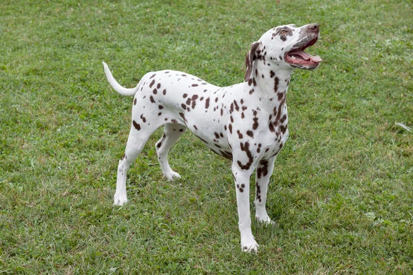Cute dalmatian puppy is standing in a green grass. Pet animals. — Stock Photo, Image