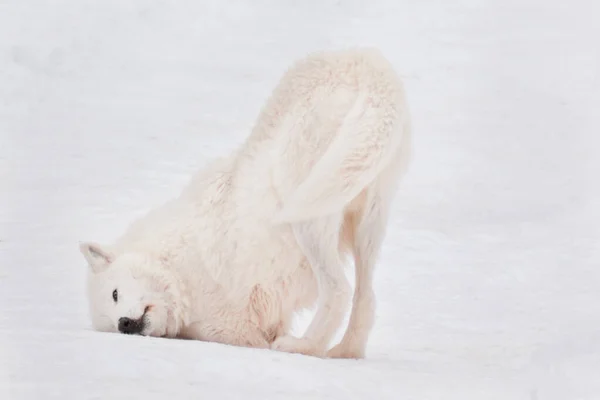 Дикий аляскинский тундровый волк валяется в белом снегу. Пёс волчатый . — стоковое фото