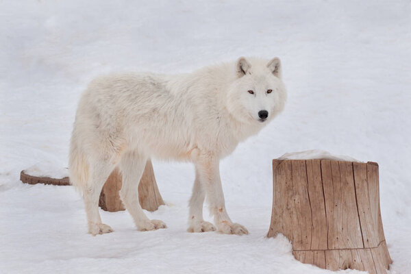 Wild alaskan tundra wolf is looking at the camera. Canis lupus arctos. Polar wolf or white wolf. Animals in wildlife.