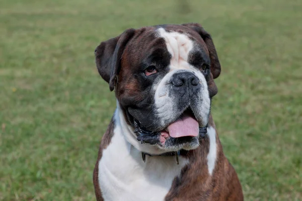 Cuki csíkos Boxer kölyök közelről. Kedvtelésből tartott állatok. — Stock Fotó