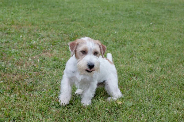 Cute jack russell terrier puppy is playing on a green meadow. Pet animals. — Stock Photo, Image