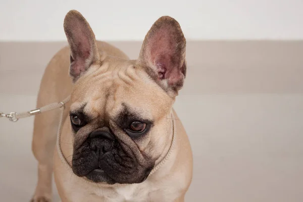 クリーム色のフランスのブルドッグ子犬が閉じます。ペット動物. — ストック写真