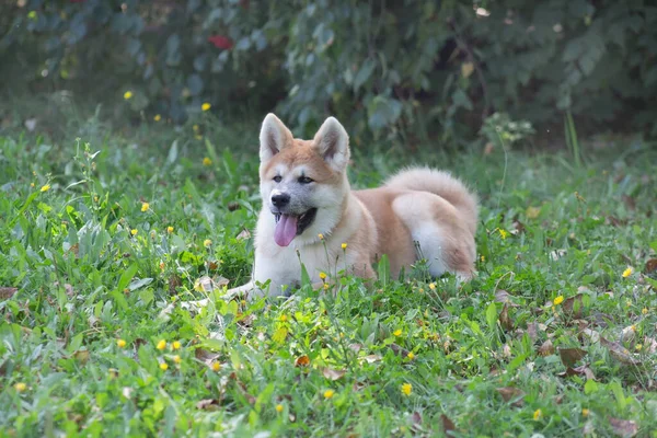 公園内の緑の芝生の上には、可愛い秋田犬の子犬が転がっています。ペット動物. — ストック写真