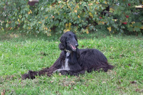 Cão afegão bonito está deitado em uma grama verde no parque de outono. Greyhound oriental ou Greyhound persa. Animais de companhia . — Fotografia de Stock
