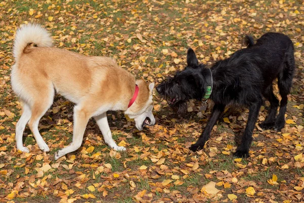 Западно-сибирская лайка и многородная собака играют в осеннем парке . — стоковое фото