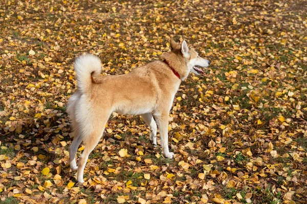 서 시베리아 레이카는 가을 공원의 노란 잎 위에 서 있다. 애완 동물. — 스톡 사진