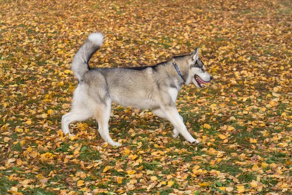 Husky siberian yang lucu berjalan di daun kuning di taman musim gugur. Hewan peliharaan. . — Stok Foto