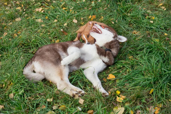 Sibirische Huskywelpen und American Staffordshire Terrier Welpen spielen im Herbstpark. Haustiere. — Stockfoto