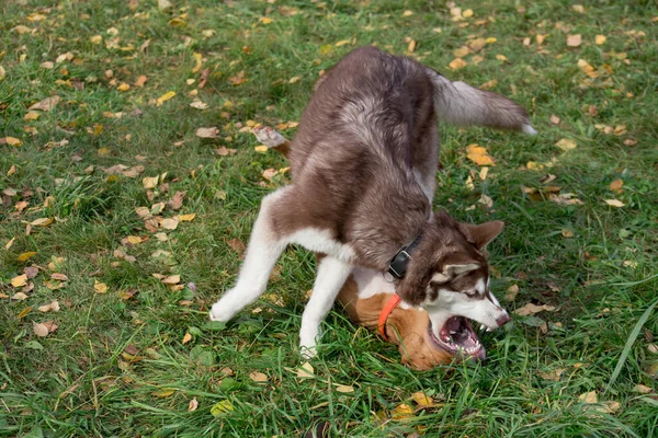 Siberian husky puppy and american staffordshire terrier puppy are playing on green grass in the autumn park. — Stock Photo, Image