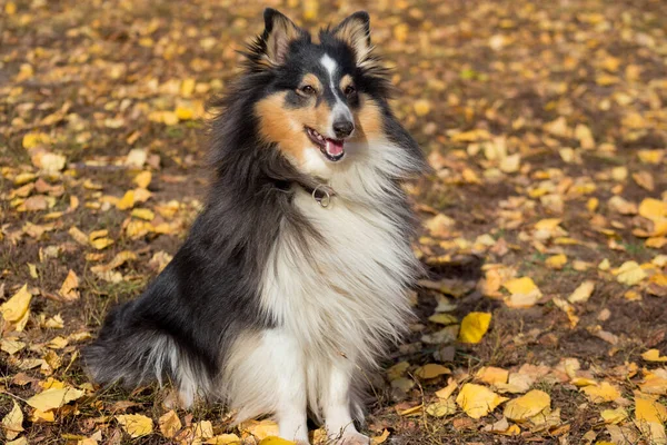 Söt skotsk collie sitter på gula blad i höstparken. Sällskapsdjur. — Stockfoto