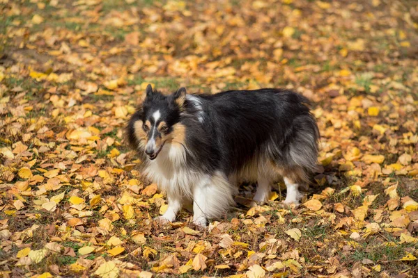 Trauriger Schottencollie spaziert auf gelben Blättern durch den Herbstpark. Haustiere. — Stockfoto