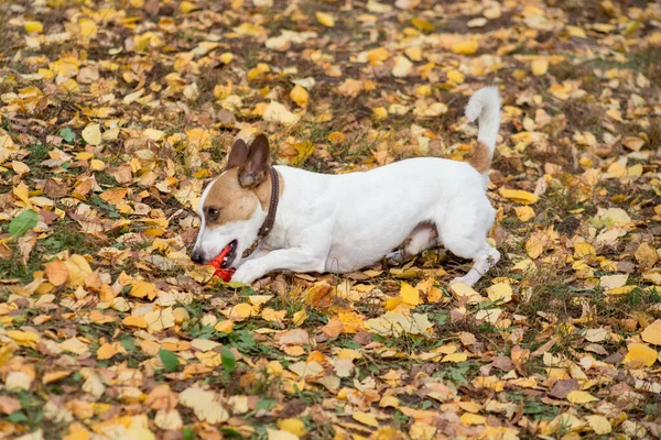 Leuke Jack Russell terriër puppy zit aan zijn speeltje te knagen. Dieren. — Stockfoto